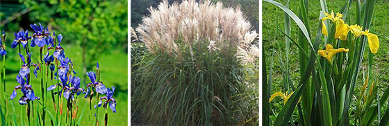  Íris sibírica, Miscanthus sinensis, Iris pseudacorus