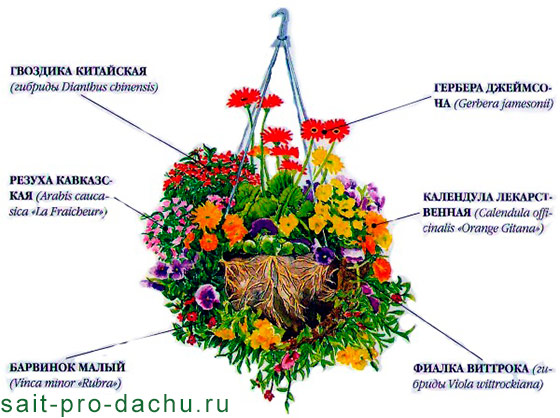 Радуга в корзине: сажаем ампельные садовые цветы