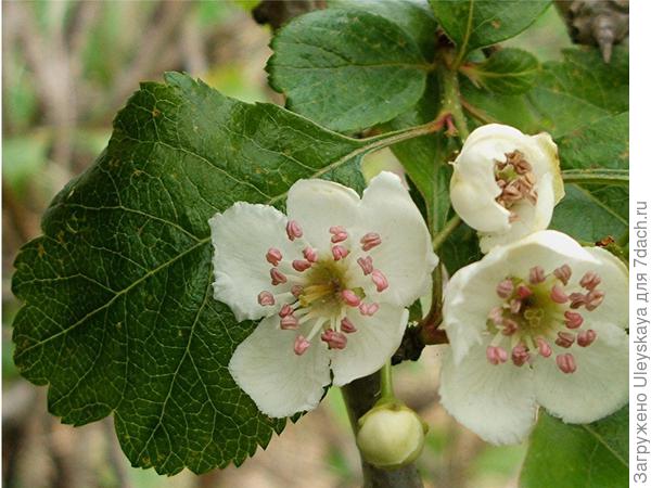 Боярышник колючий, гладковатая форма, фото сайта www.naturespot.org.uk