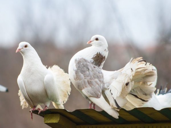 Ижевские голуби