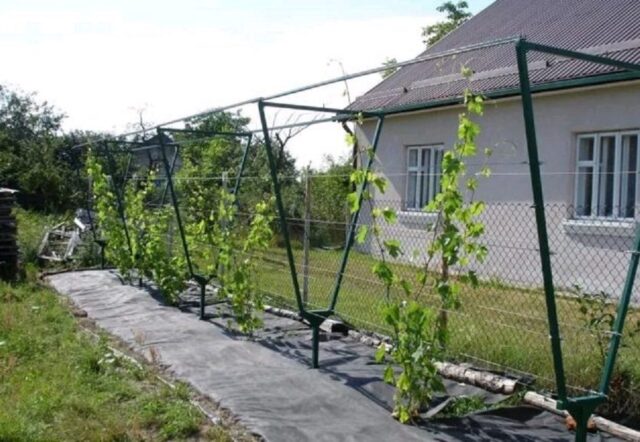 Опора для винограда своими руками на даче: фото, схема, размеры