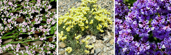 Limonium sinuatum