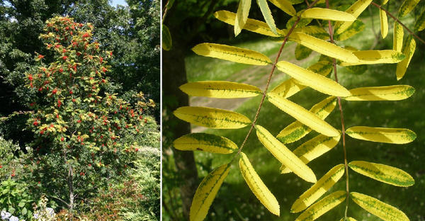 Рябина обыкновенная Dirkenii. Слева: фото с сайта semiramisgardens.ru