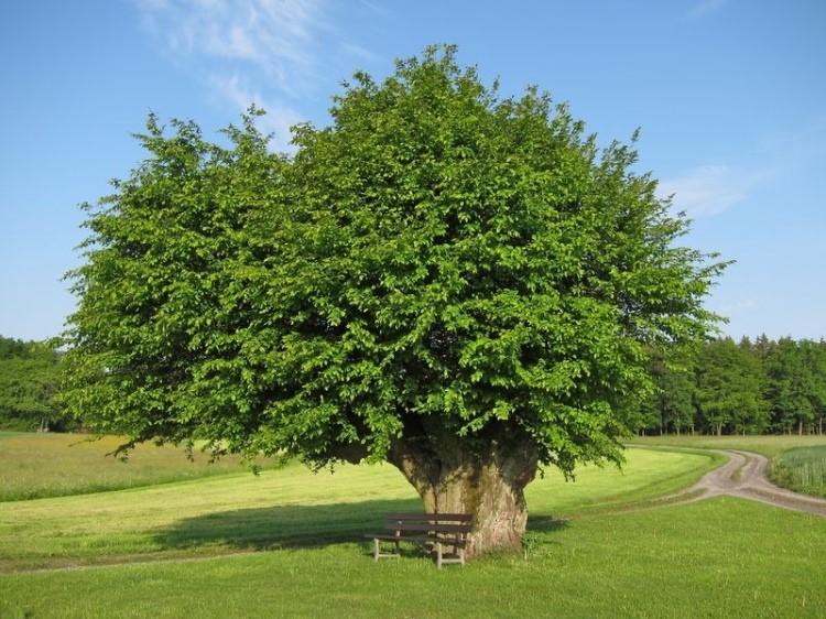 Граб обыкновенный: описание и фото дерева, высота, как выглядят листья, плоды