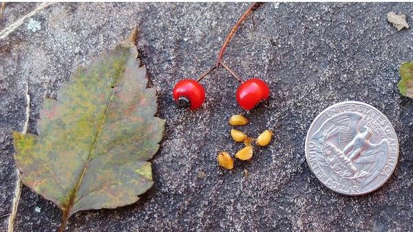 Лист, плод и семена боярышника crataegus cordata. Фото сайта ouroneacrefarm.com, автор фото Janet Pesaturo