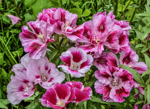 Годеция крупноцветковая (Godetia grandiflora)