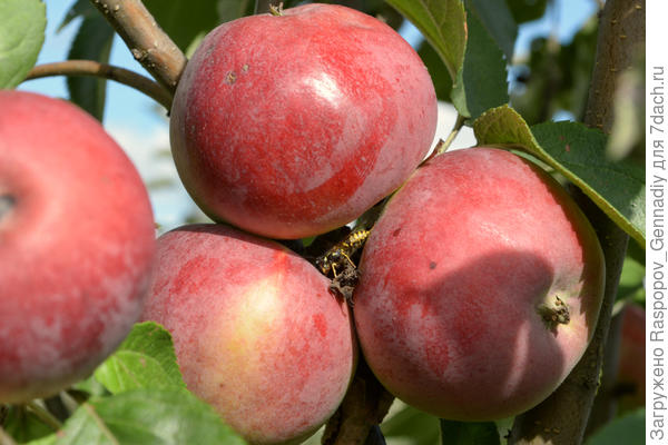 Яблони новых поздних сортов в моем северном саду