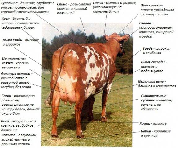 Разведение айрширской породы коров