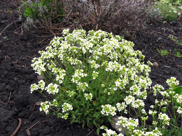 Шиверекия подольская (Schivereckia podolica)