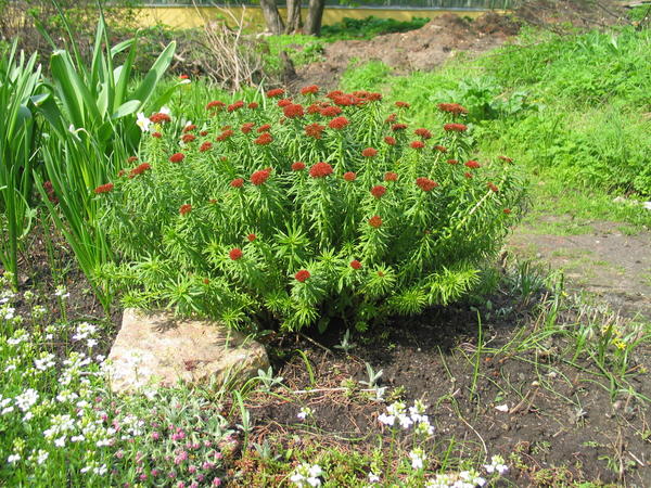 Родиола линейнолистная (Rhodiola linearifolia)