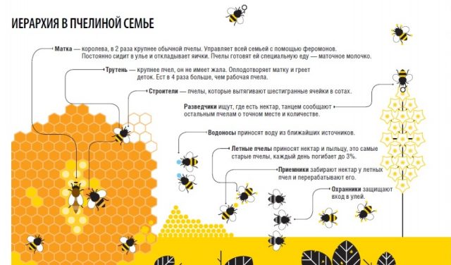 Матка пчелы: как появляется, как выглядит