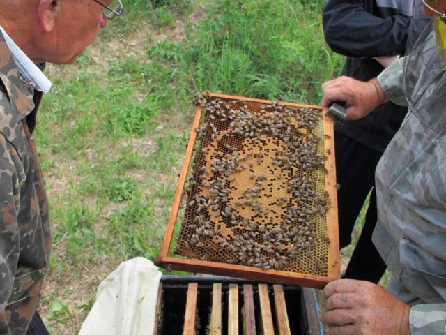 Пчеловодство для начинающих: с чего начать