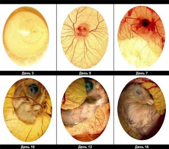 Инкубация яиц цесарки в домашних условиях