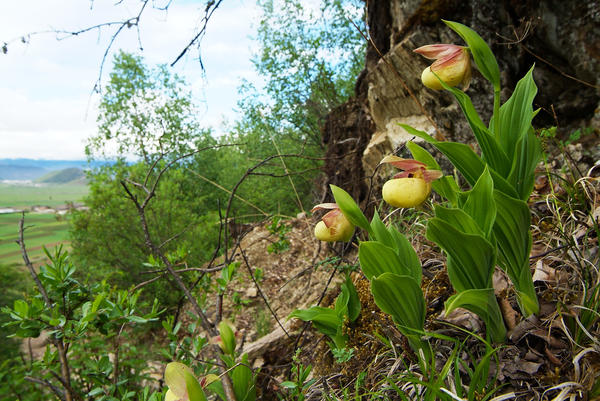 Орхидеи из Китая — диковинные башмачки