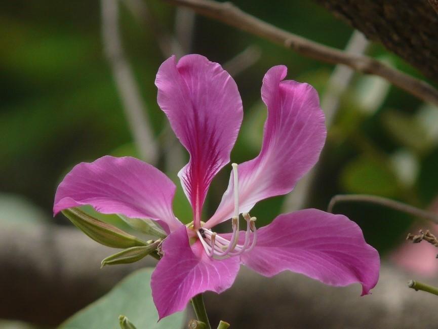 Баухиния (орхидейное дерево): фото в саду, описание, посадка и уход, отзывы