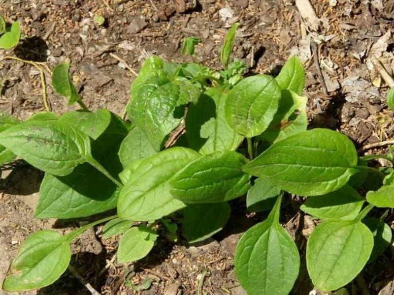 Эхинацея пурпурная Грин Твистер (Green Twister): фото, описание, отзывы