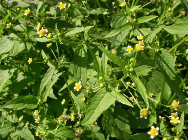 Галинзога мелкоцветковая
(Galinsoga parviflora) - знакомый сорняк? Фото с сайта bookblack.ru