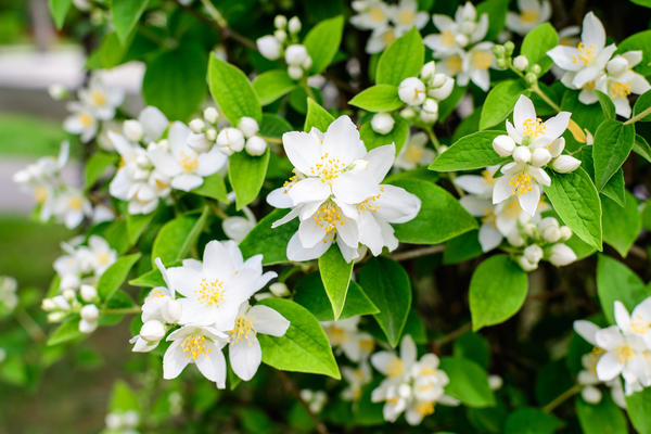 Чубушник венечный, или жасмин садовый (Philadelphus coronarius) - прекрасный выбор для ароматной живой изгороди