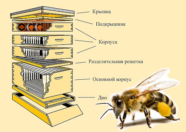 Рогатый улей своими руками, чертежи