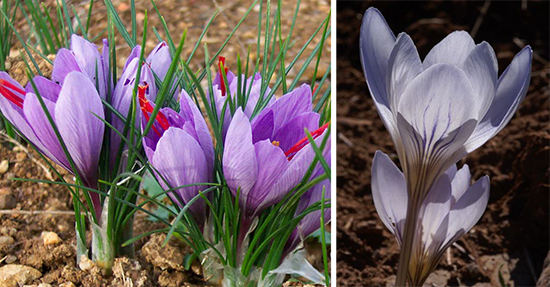 Crocus sativus, Сrocus cancellatus subsp. cancellatus