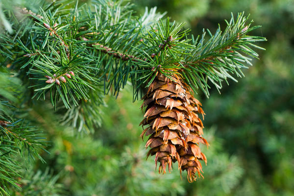 Pseudotsuga menziesii