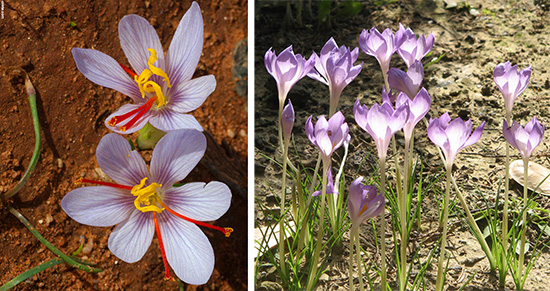 Crocus cartwrightianus, Crocus goulimyi