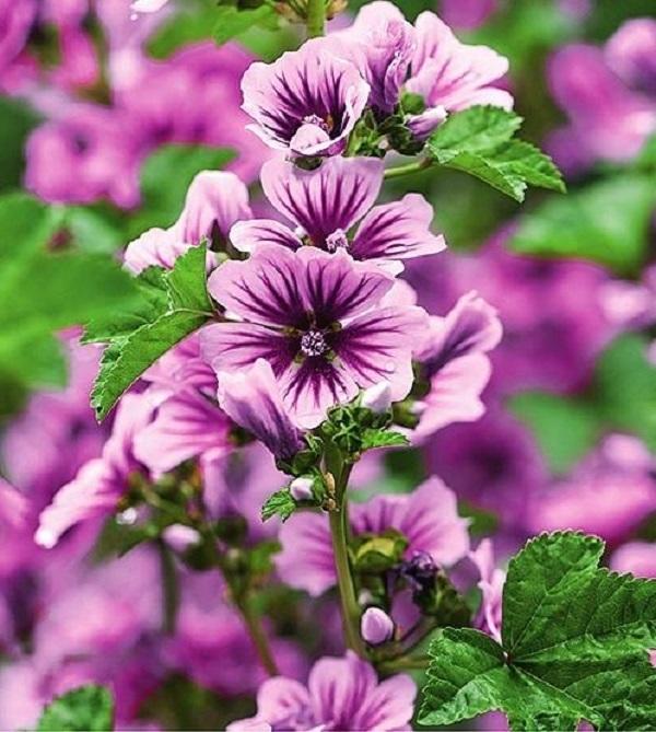 Просвирник лесной (Malva sylvestris)