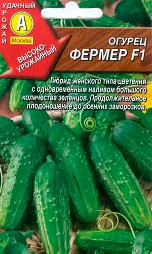 На заметку огородникам: самые высокоурожайные сорта огурцов для открытого грунта