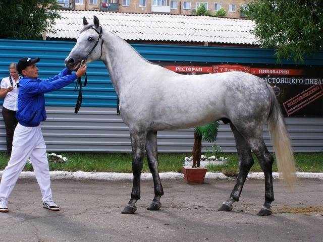 Орловская порода лошадей