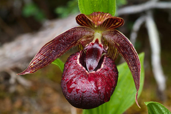 Башмачок тибетский (Cypripedium tibeticum)