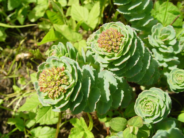 Родиола сахалинская (Rhodiola sachalinensis)