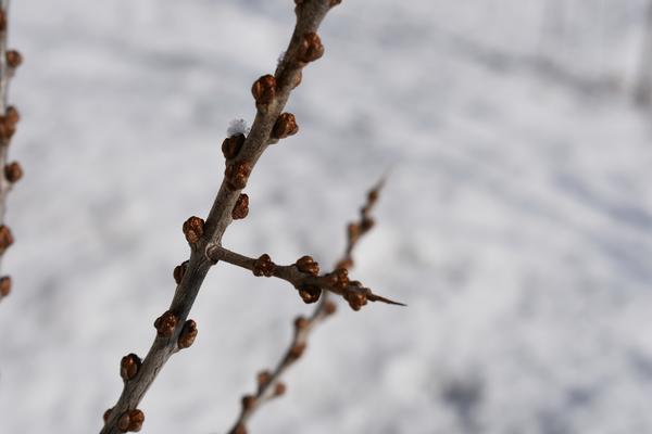 Черенки надо успеть заготовить до начала распускания почек