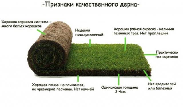 Рулонный газон на участке – преимущества и виды