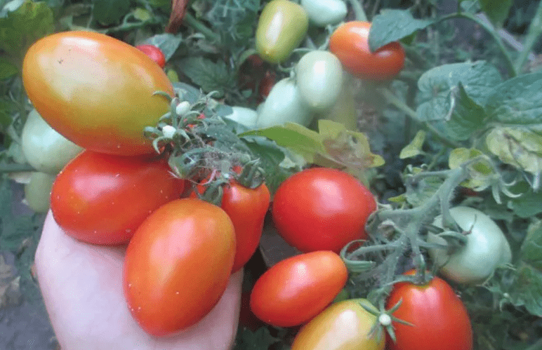 Сорт помидоров Лель: описание, фото, отзывы