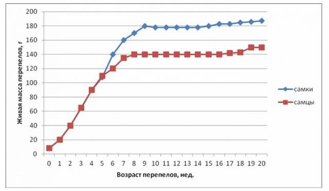 Породы перепелов: характеристики с фотографиями