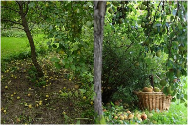 Лучше всего удались деревья из московских уссуриек.