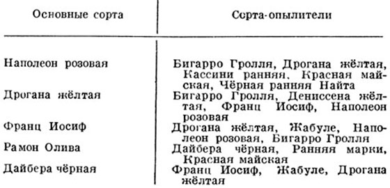 Вишня и черешня – могут ли они опылять друг друга