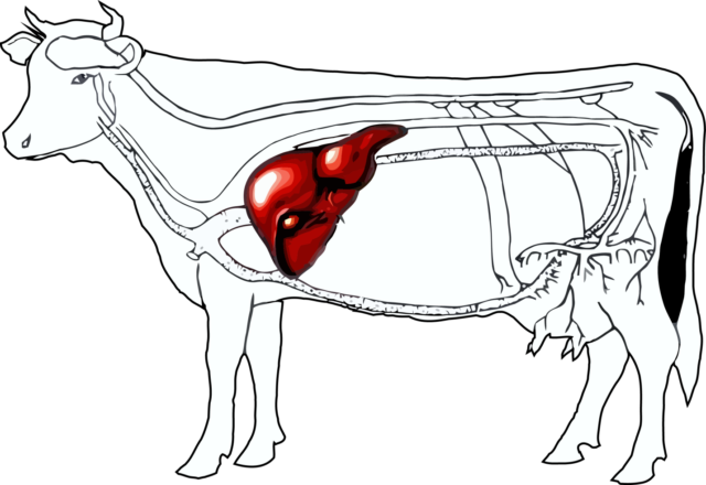 Жировая и токсическая дистрофия печени у коров