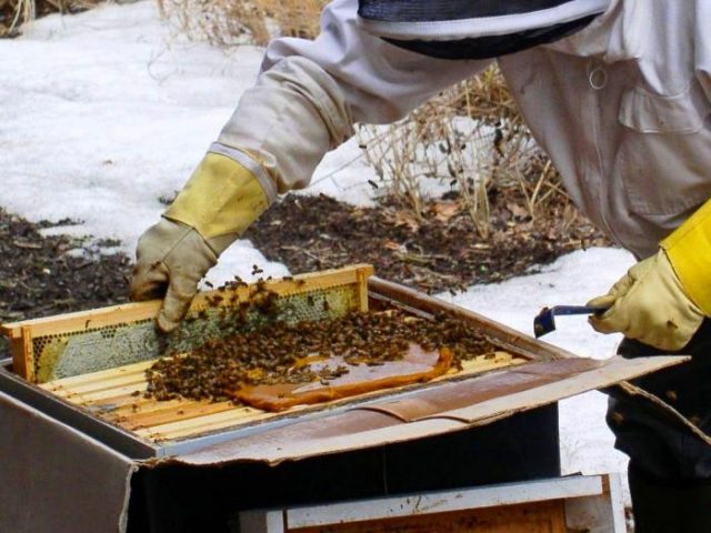 Как кормить пчел на зиму