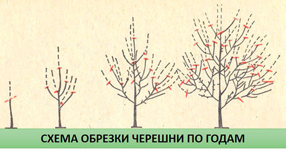 Как правильно ухаживать за черешней весной, чтобы получить хороший урожай