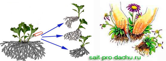 Три способа размножения хризантем