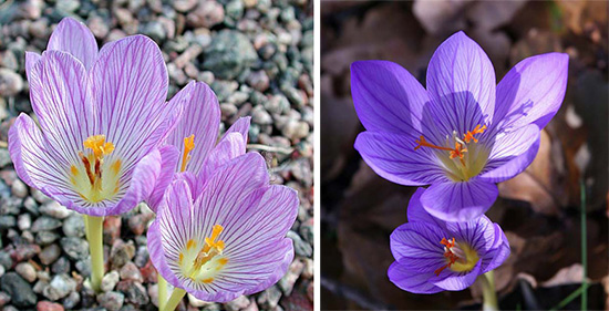 Crocus kotschyanus, Crocus speciosus