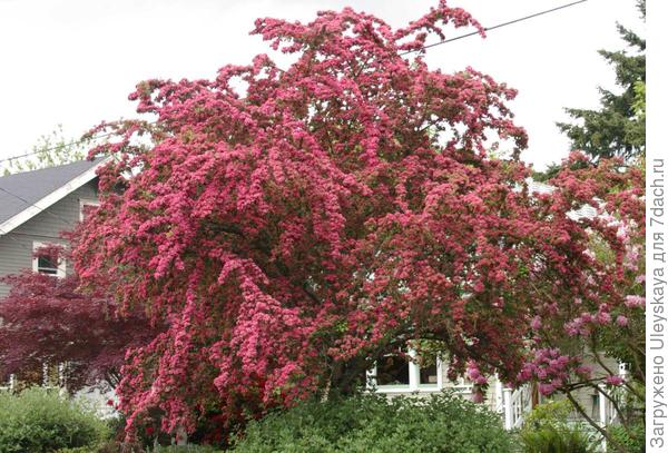 Цветет боярышник колючий Pauls Scarlet, фото сайта www.ayearinseattlegardens.com