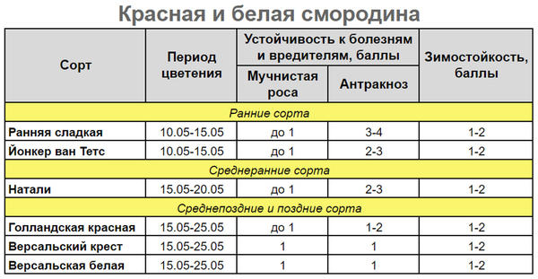 Красная и белая смородина