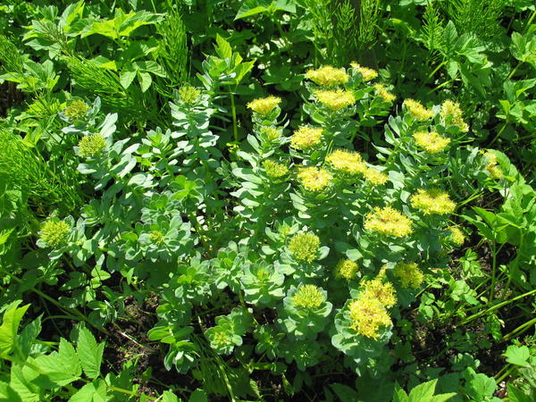 Родиола розовая, или золотой корень (Rhodiola rosea)