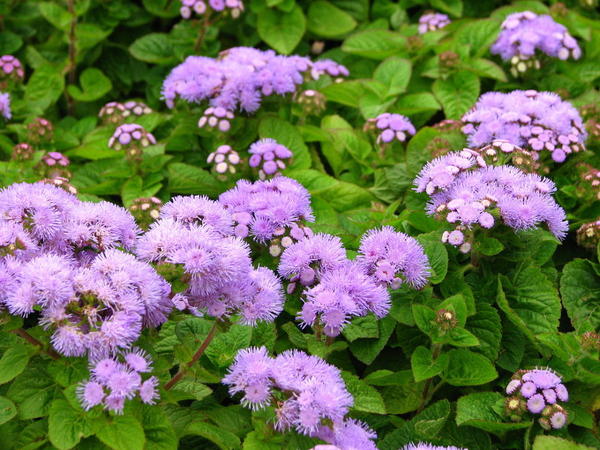 Ageratum houstonianum, фото с сайта ru.wikipedia.org, автор Корзун Андрей