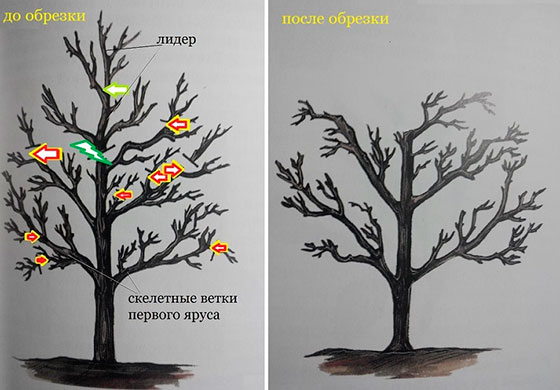 Советы начинающим о правильной обрезке черешни весной