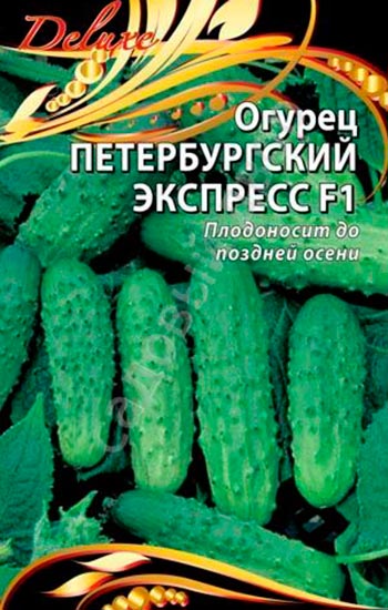 Обзор самых холодостойких сортов огурцов для открытого грунта