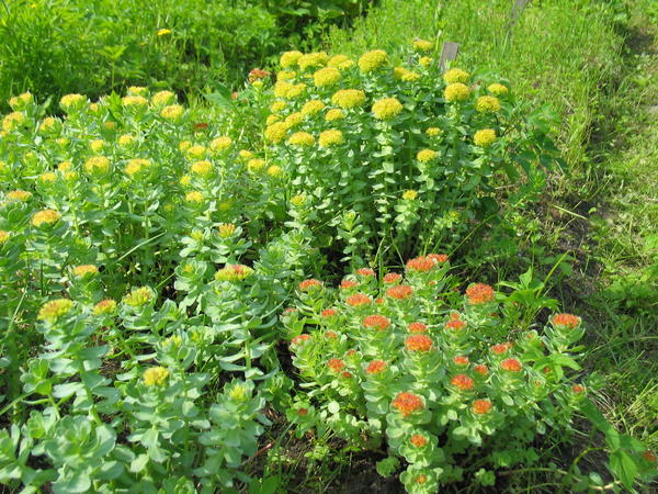 Родиола арктическая (Rhodiola arctica)