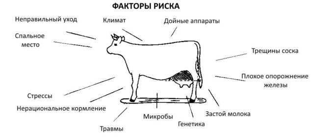 Мастит вымени у коровы: как выглядит, от чего бывает, как вылечить